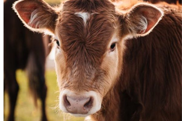 Beberapa Faktor Agar Ternak Sapi Sukses