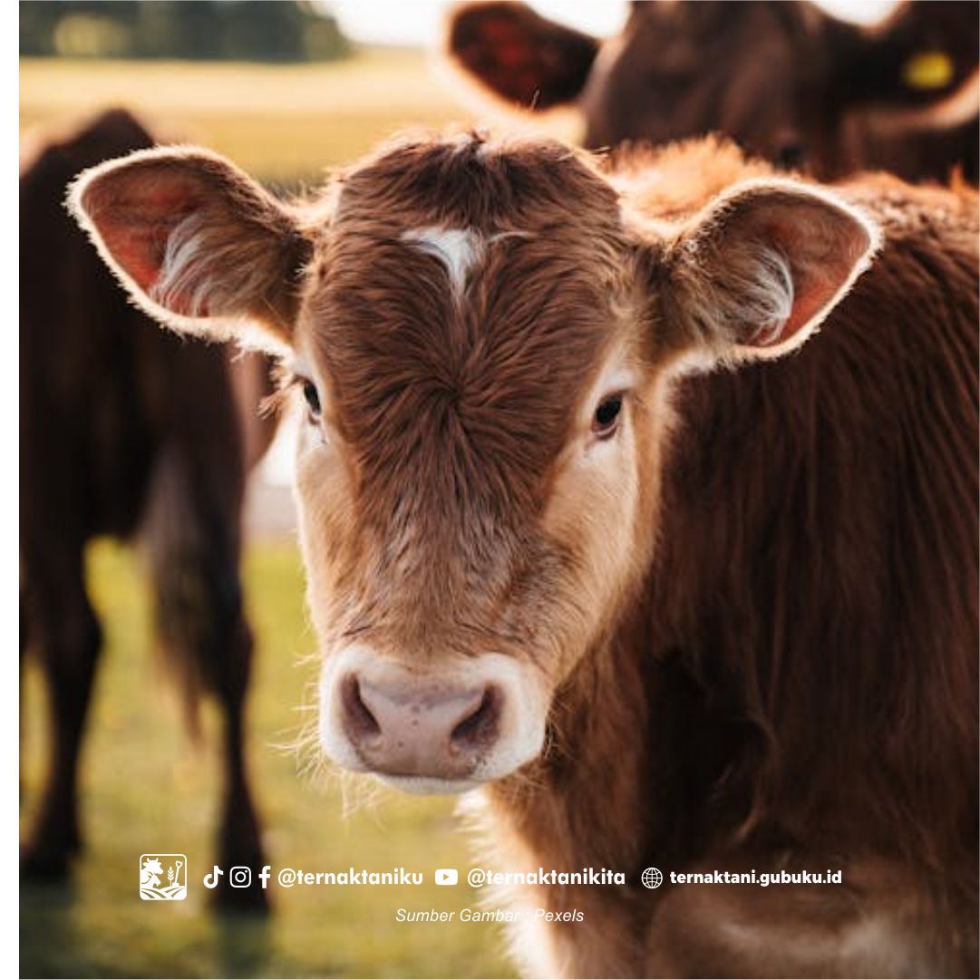 Beberapa Faktor Agar Ternak Sapi Sukses