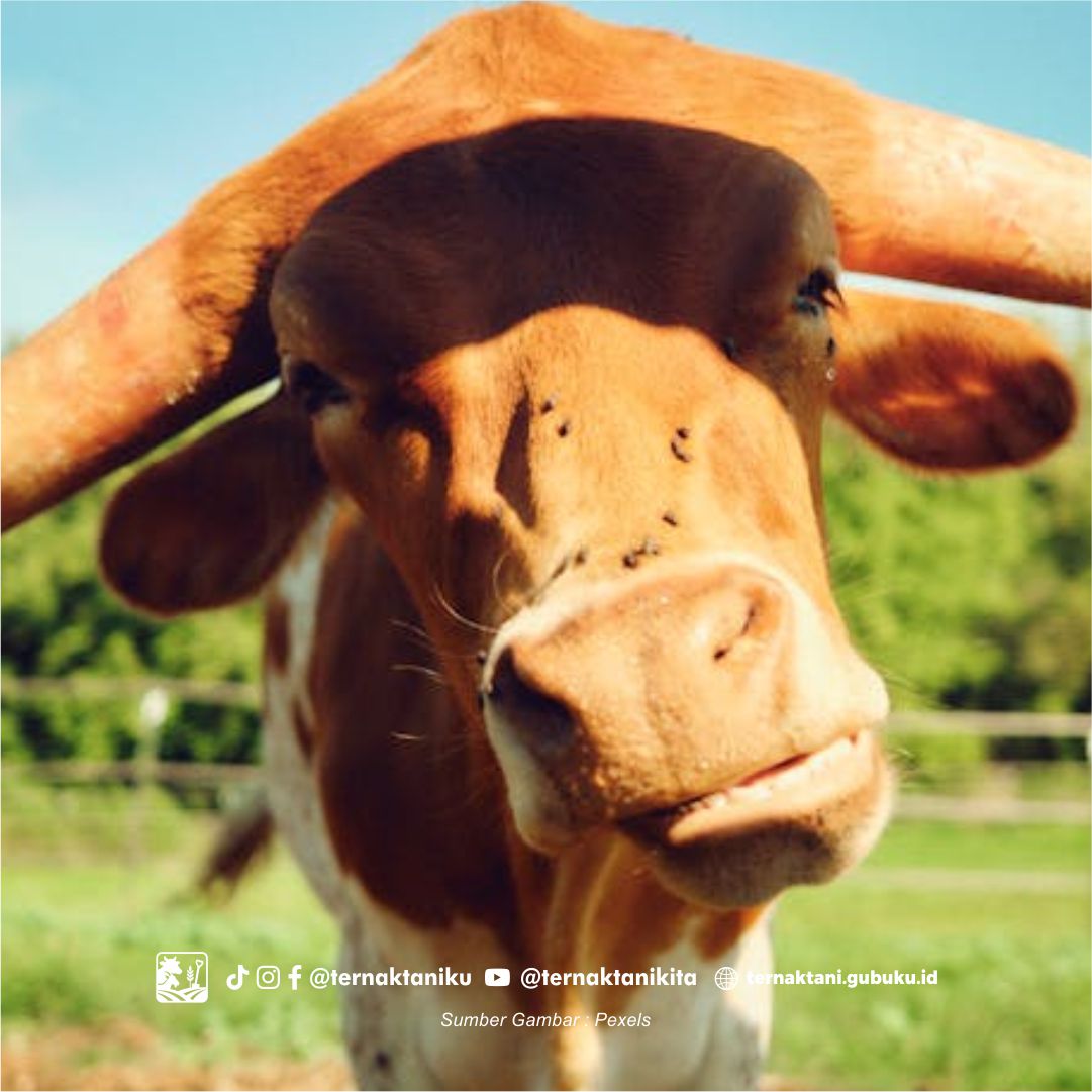 Cara Agar Ternak Tidak Mudah Sakit