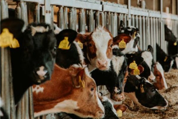 Cara Membuat Konsentrat Yang Benar Agar Sapi Tumbuh Besar