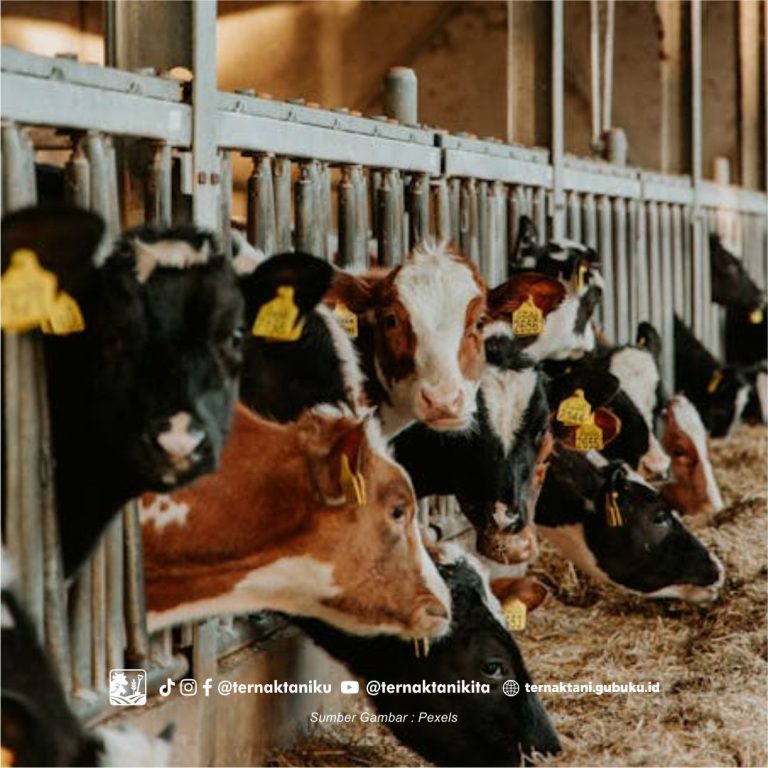 Cara Membuat Konsentrat Yang Benar Agar Sapi Tumbuh Besar