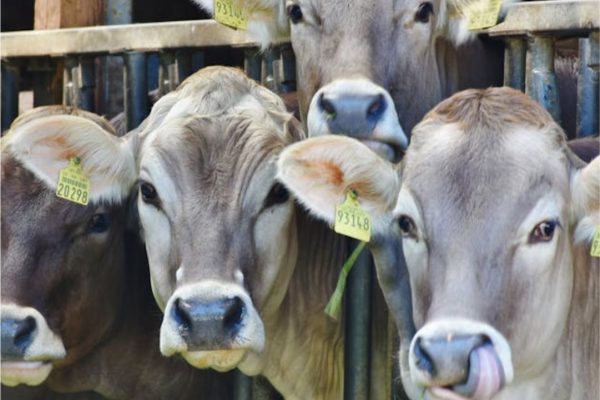 Kandang Sapi Ideal Untuk Peternak Jadi Gemuk