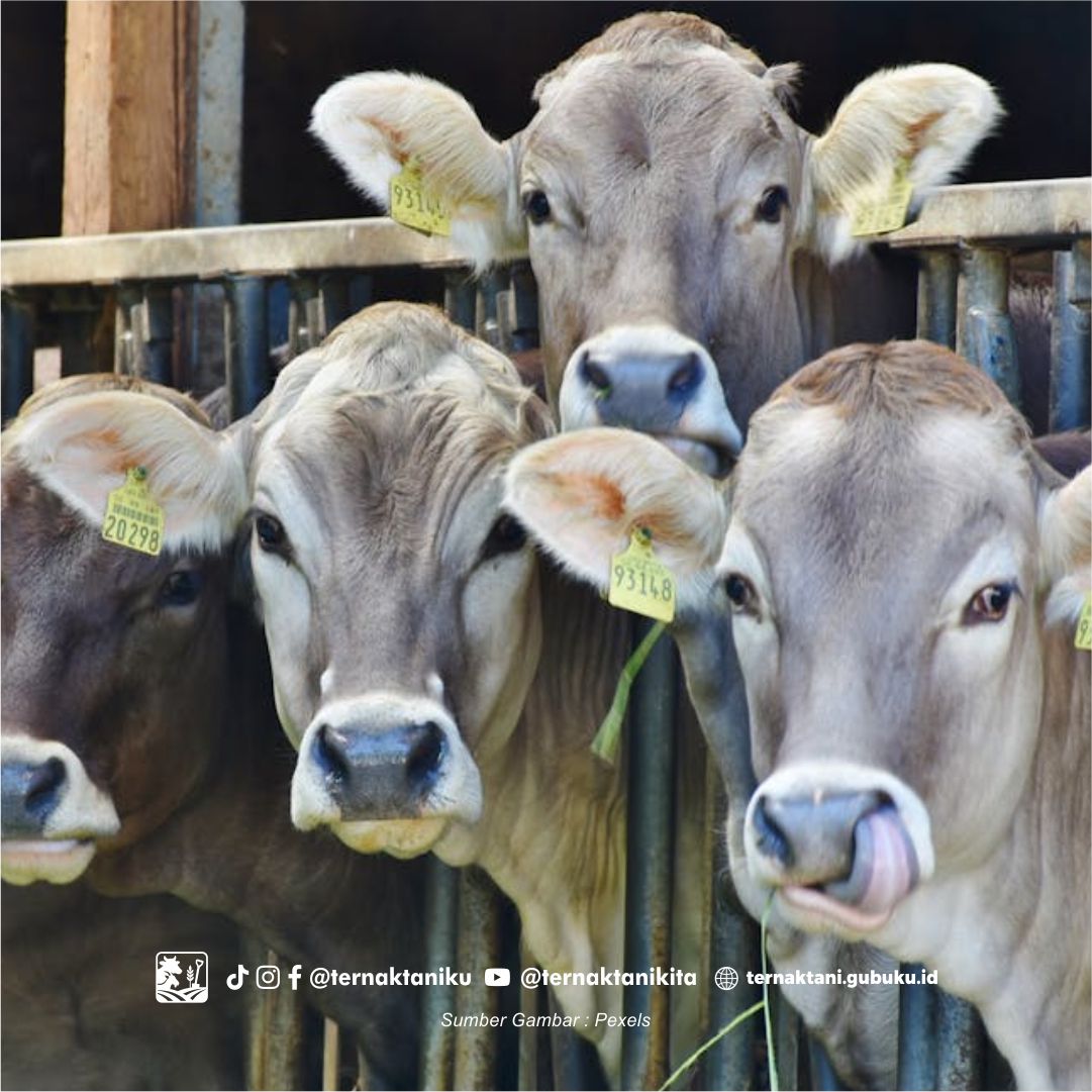 Kandang Sapi Ideal Untuk Peternak Jadi Gemuk