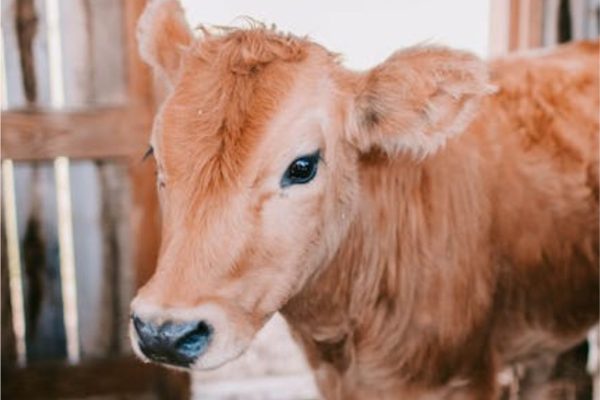 Teknik Penggemukan Sapi Yang Benar