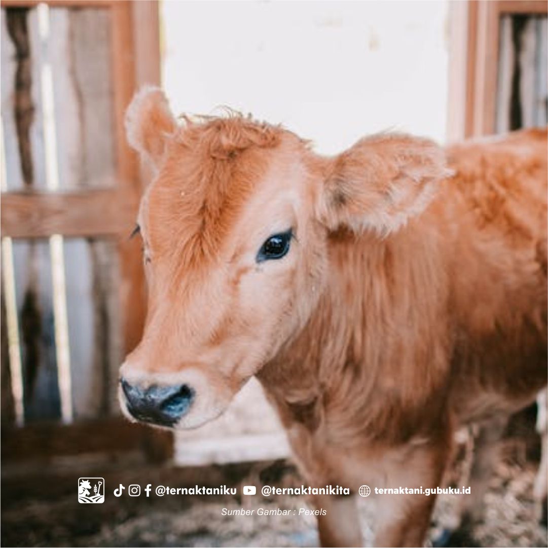Teknik Penggemukan Sapi Yang Benar